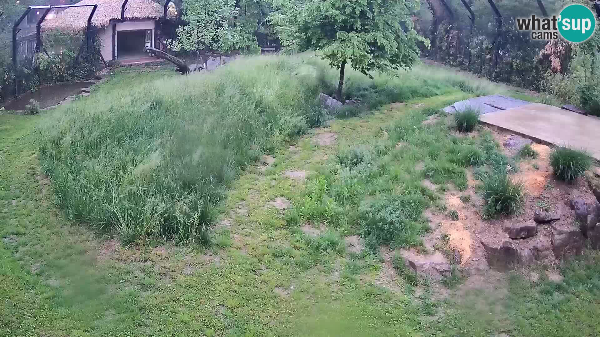 Zoo Ljubljana webcam Löwen