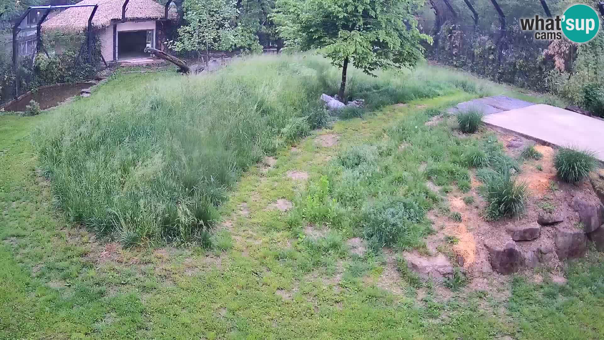 Zoo Ljubljana webcam Löwen