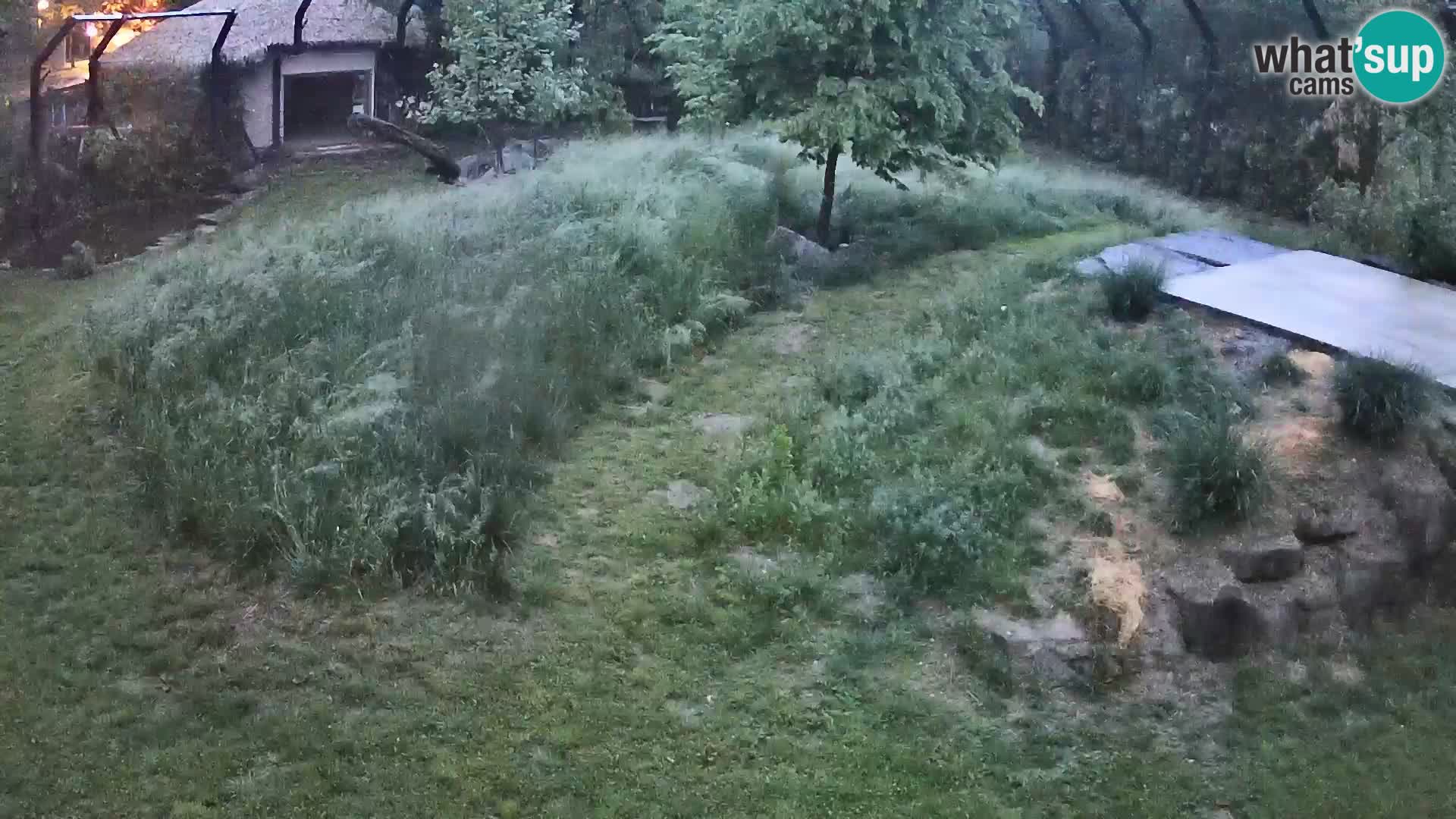 Live Ljubljana Zoo webcam Lion