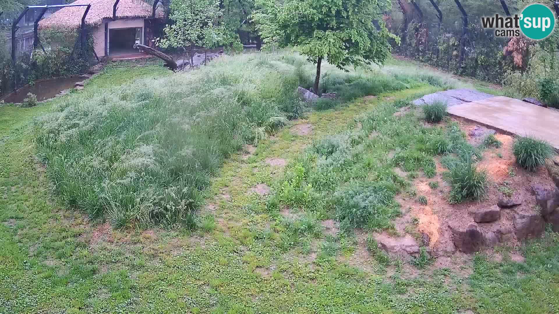 Live Ljubljana Zoo webcam Lion