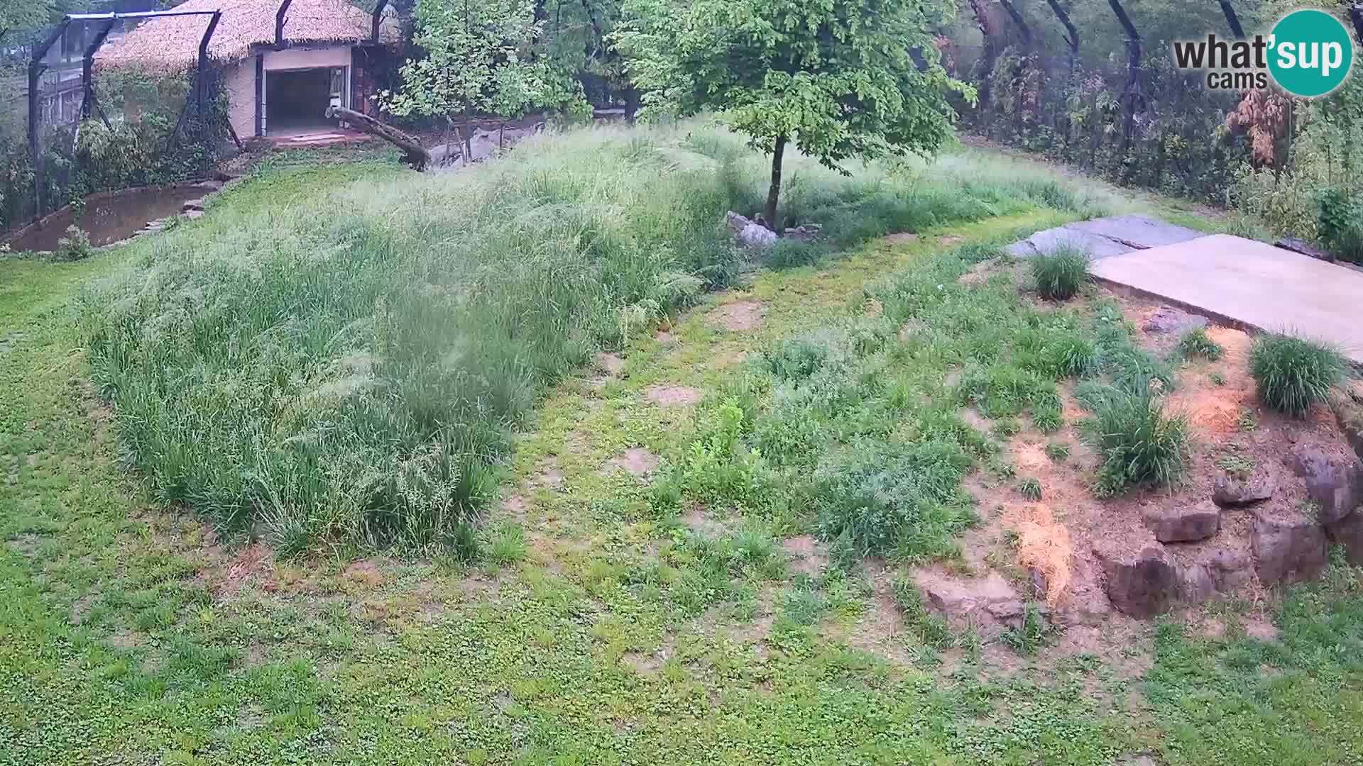 Zoo Lubiana live webcam Leoni