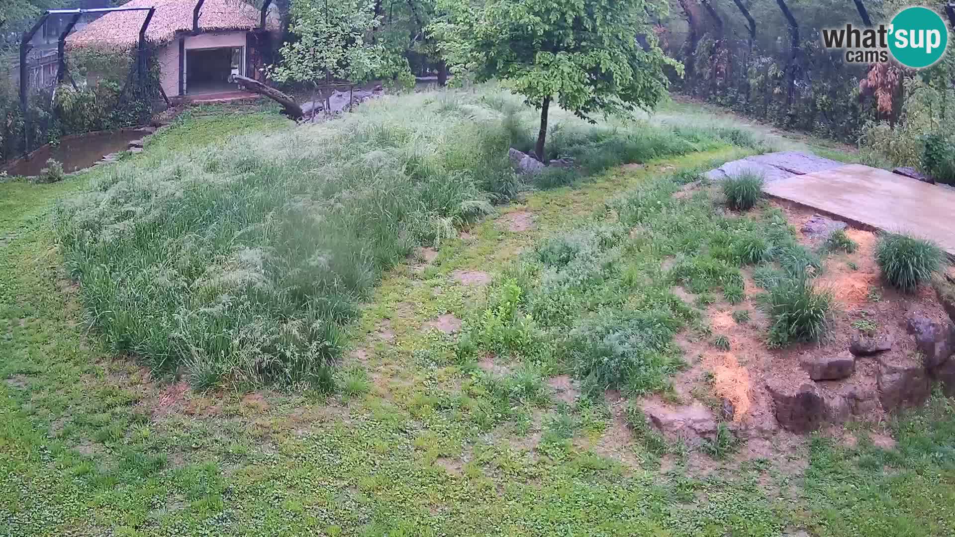 Zoo Lubiana live webcam Leoni