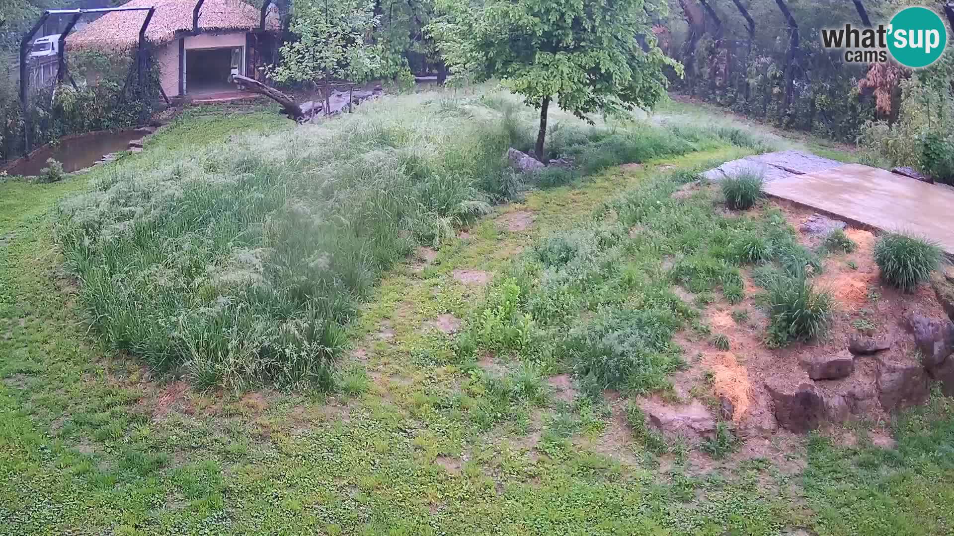 Ljubljana Zoo webcam Lion