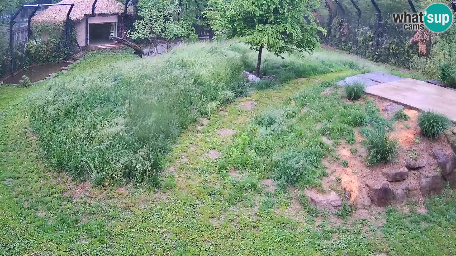 Ljubljana Zoo webcam Lion