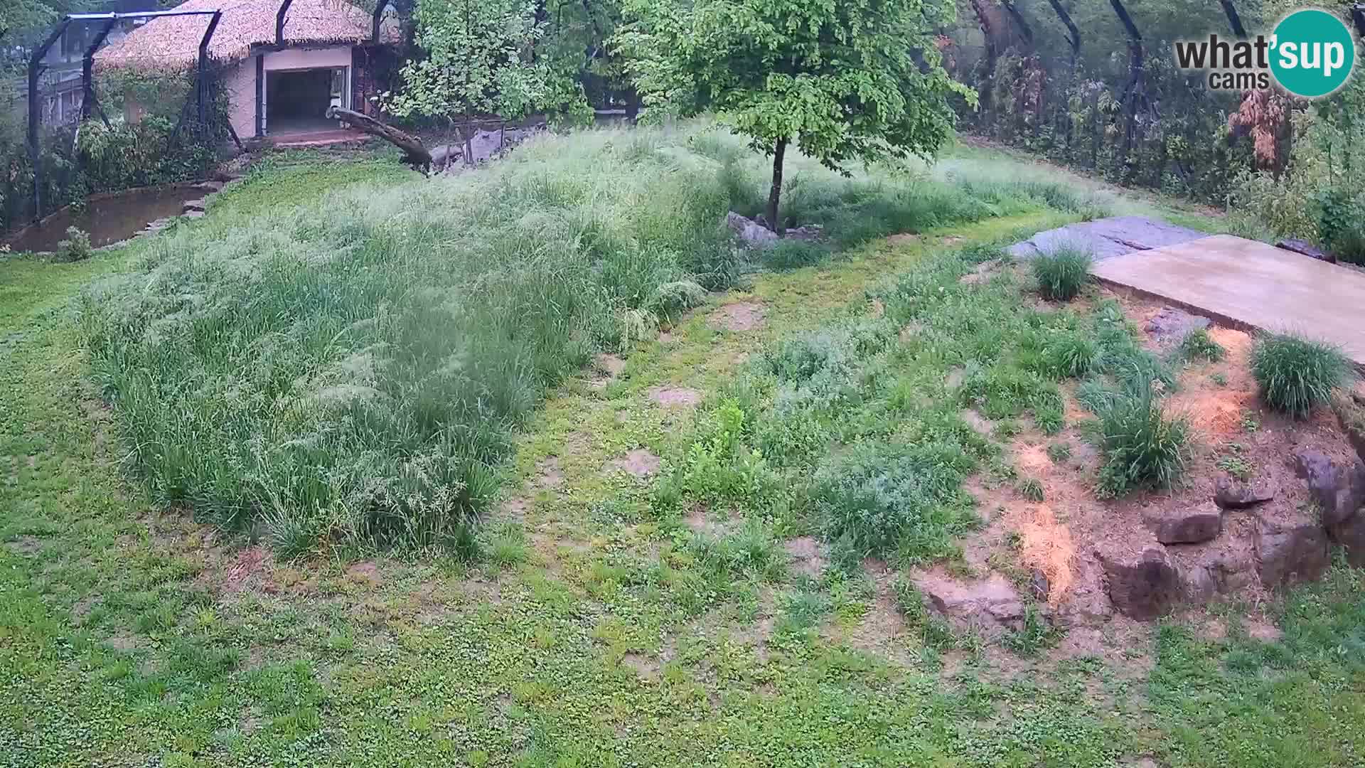 Ljubljana Zoo webcam Lion