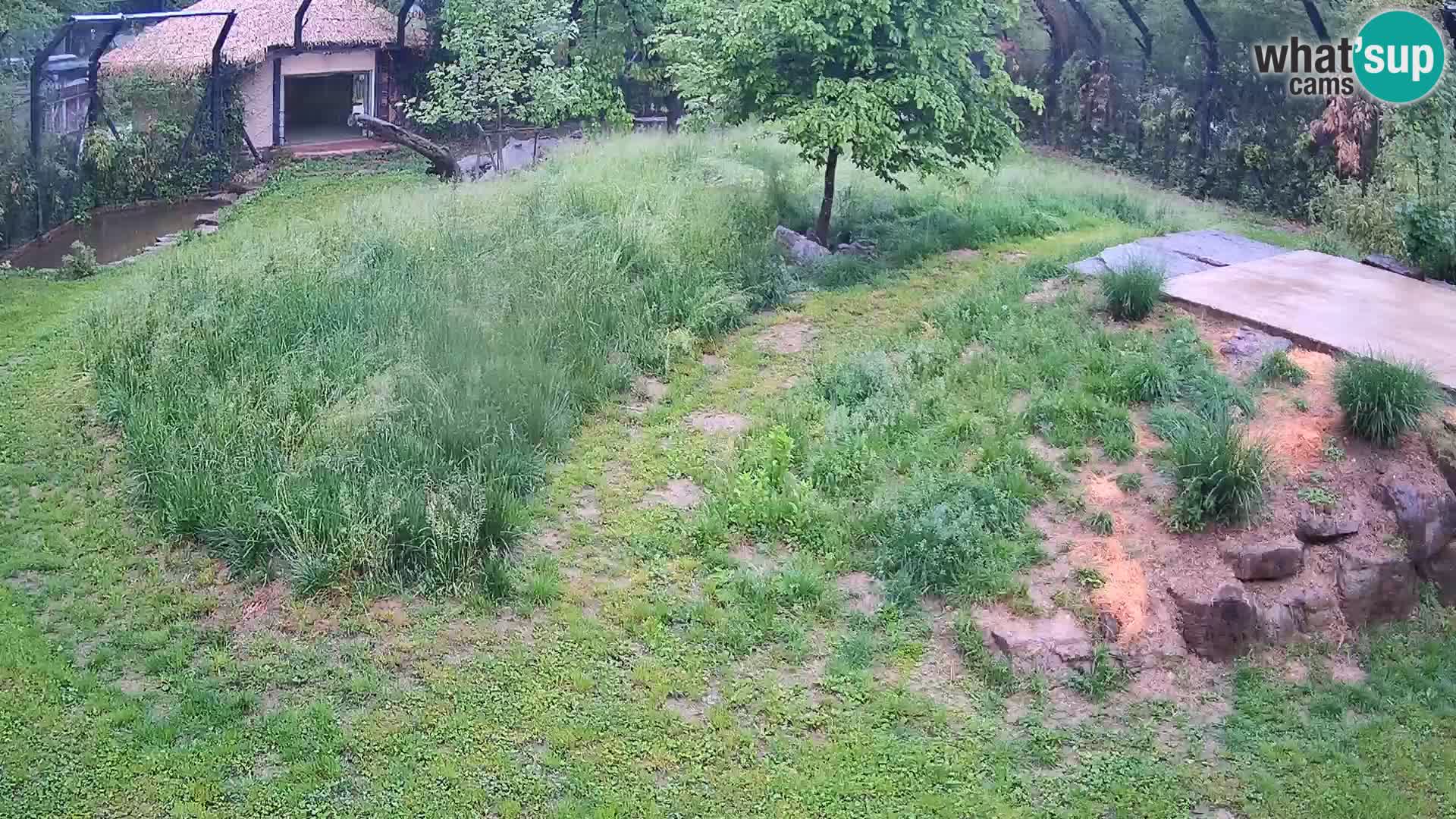 Zoo Lubiana live webcam Leoni