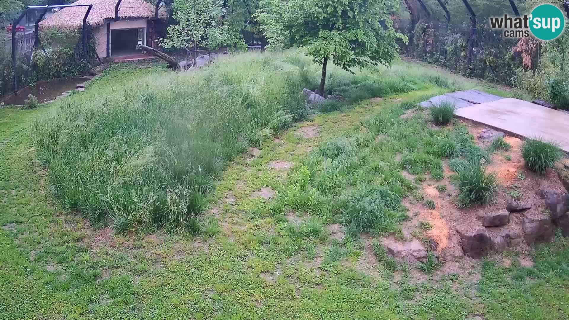 Zoo Lubiana live webcam Leoni
