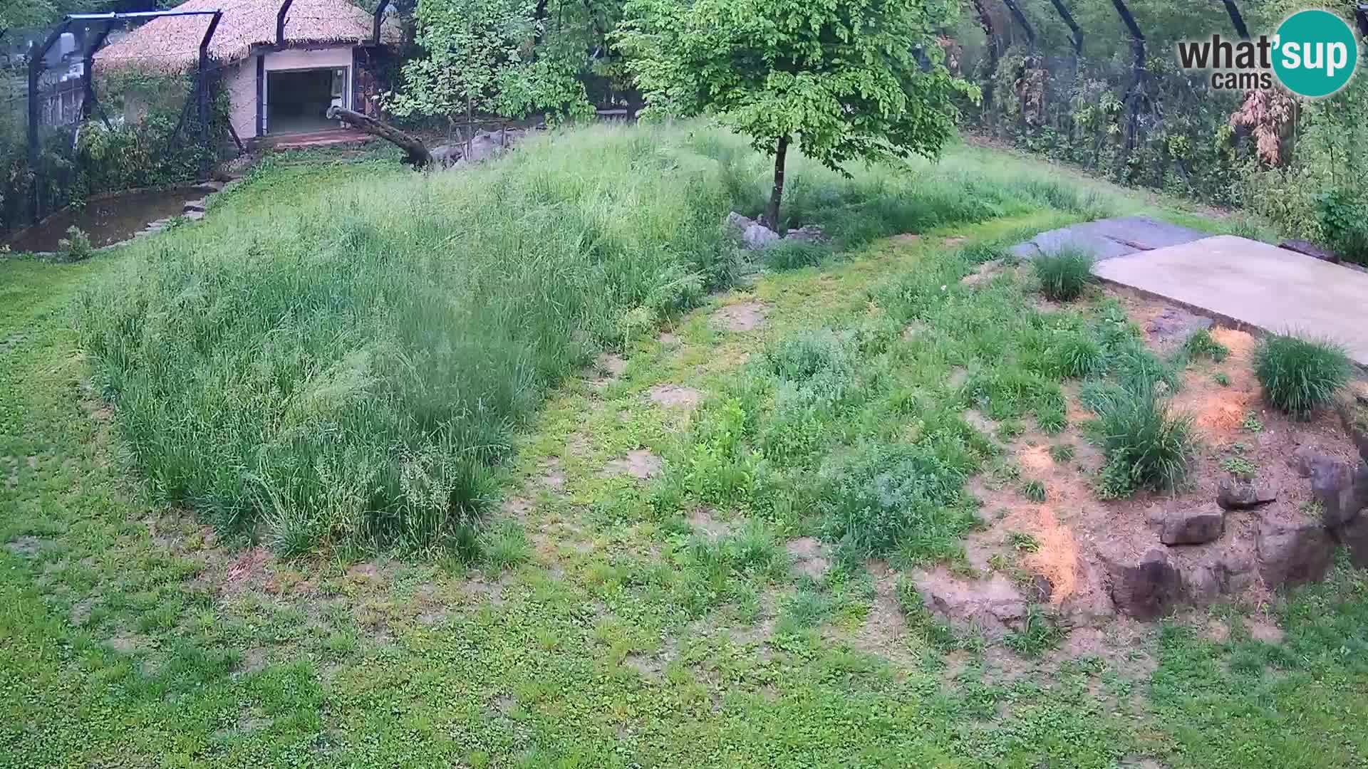 Ljubljana Zoo webcam Lion