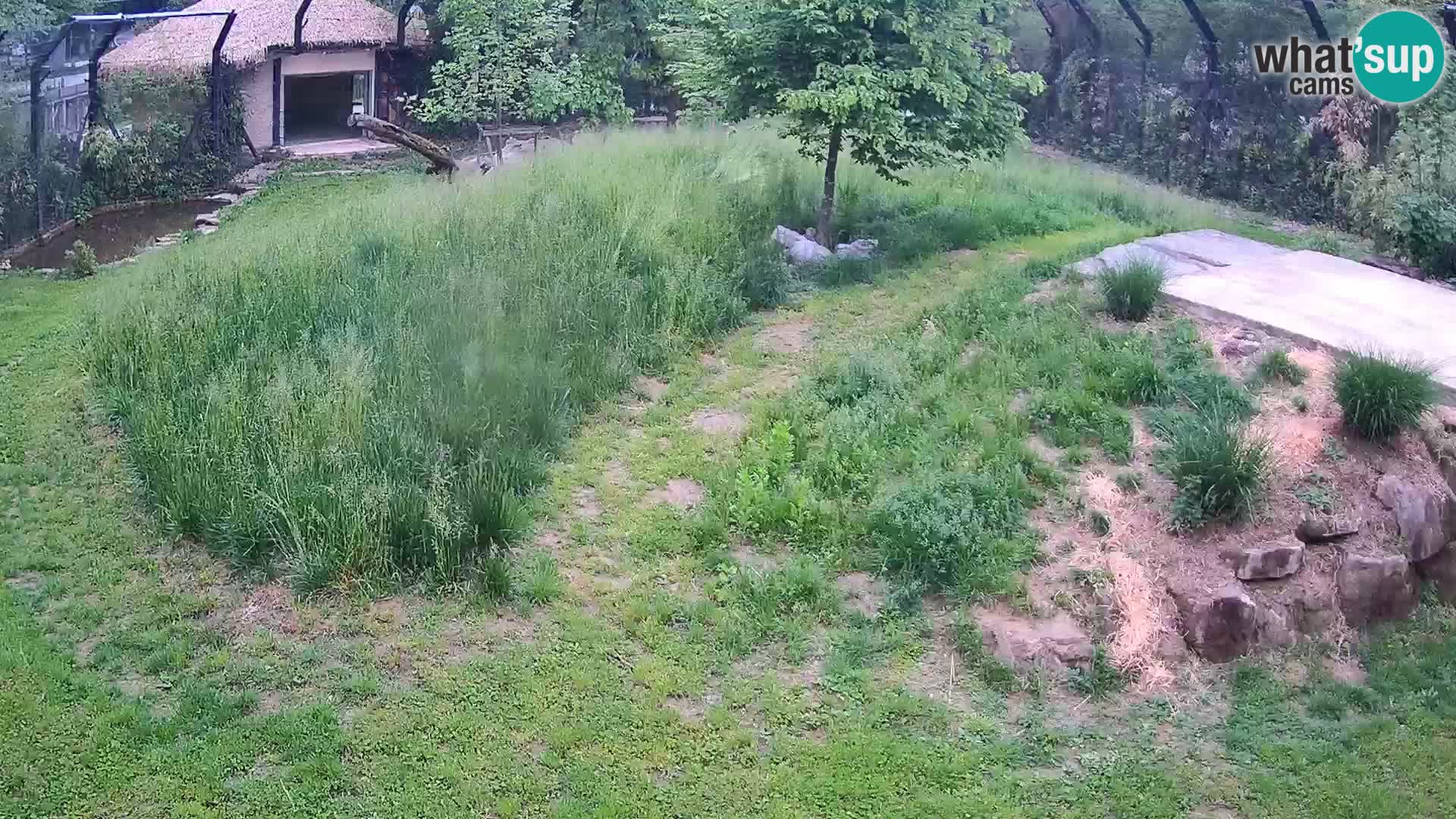 Zoo Lubiana live webcam Leoni