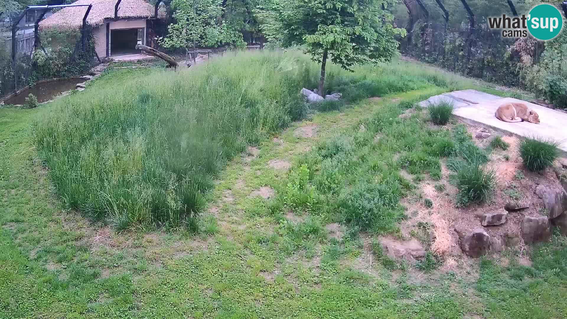 Zoo Lubiana live webcam Leoni