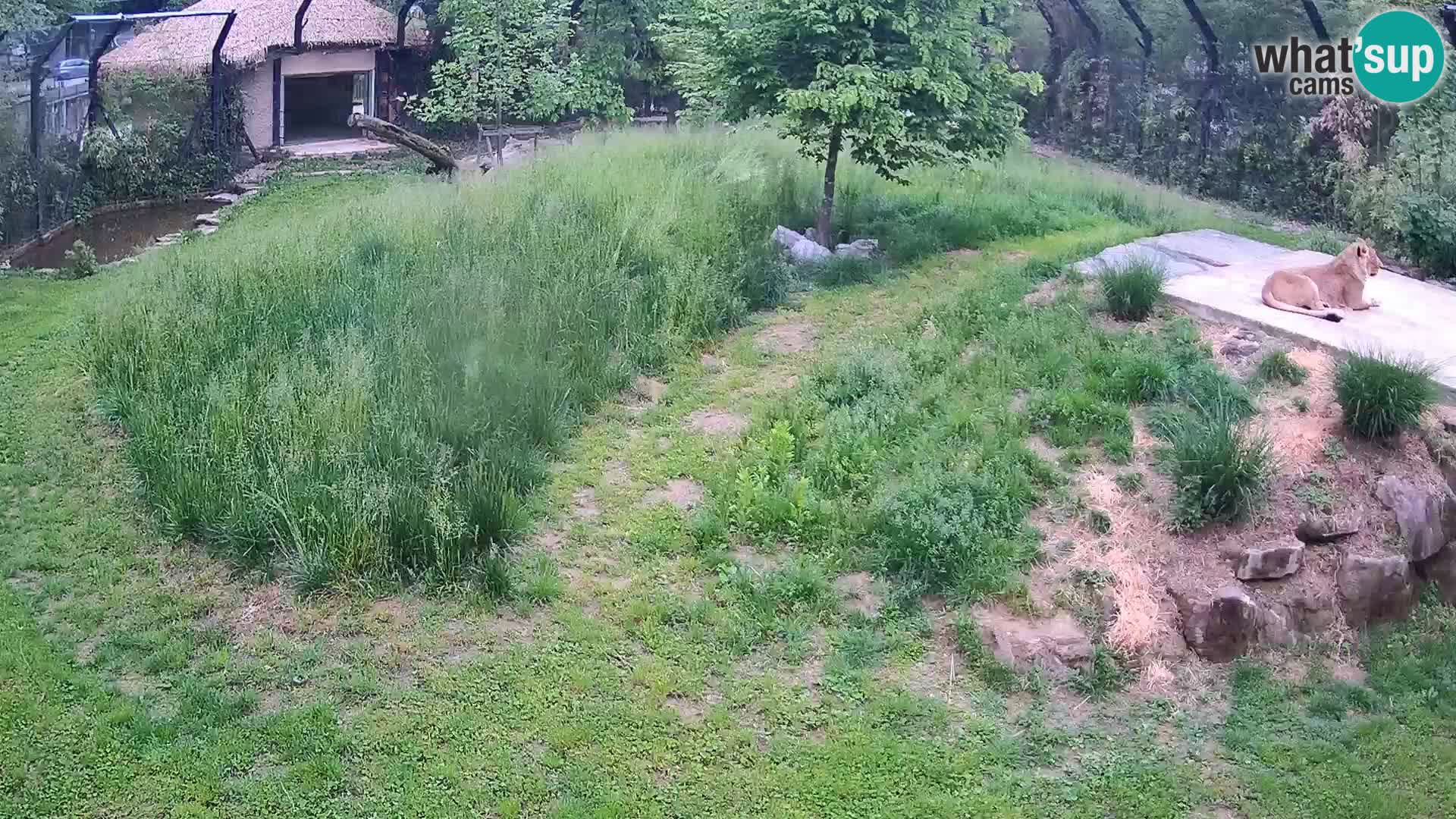 Zoo Ljubljana webcam Löwen