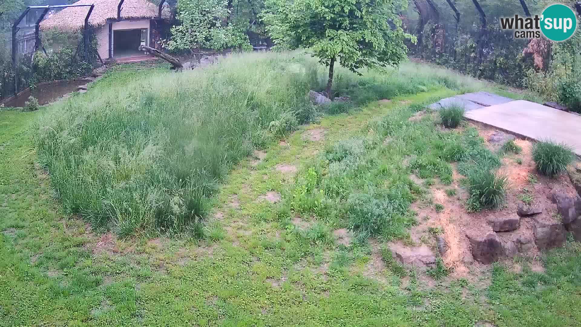 Zoo Ljubljana web kamera Lavovi