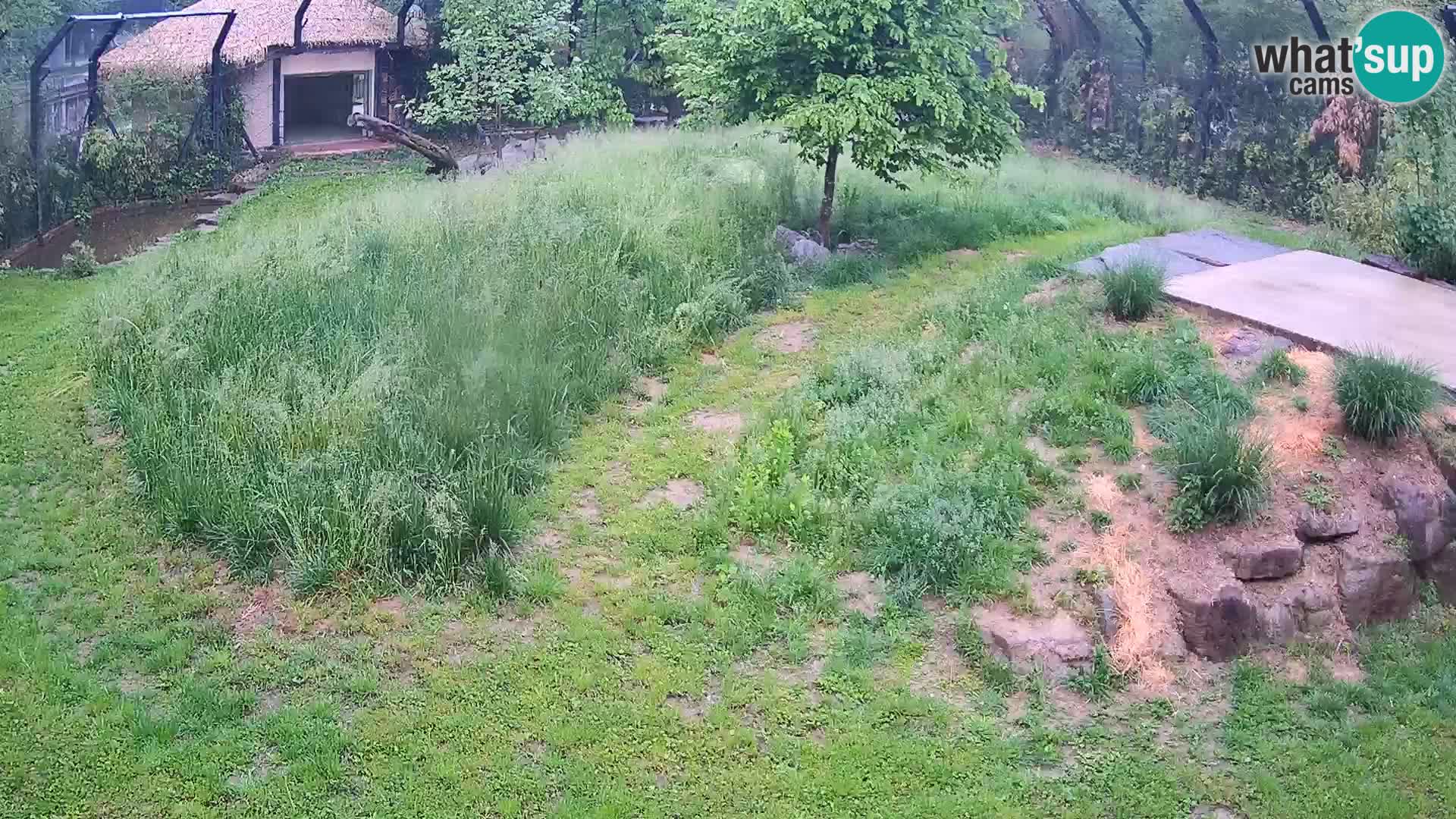 Zoo Ljubljana camera en vivo Leones