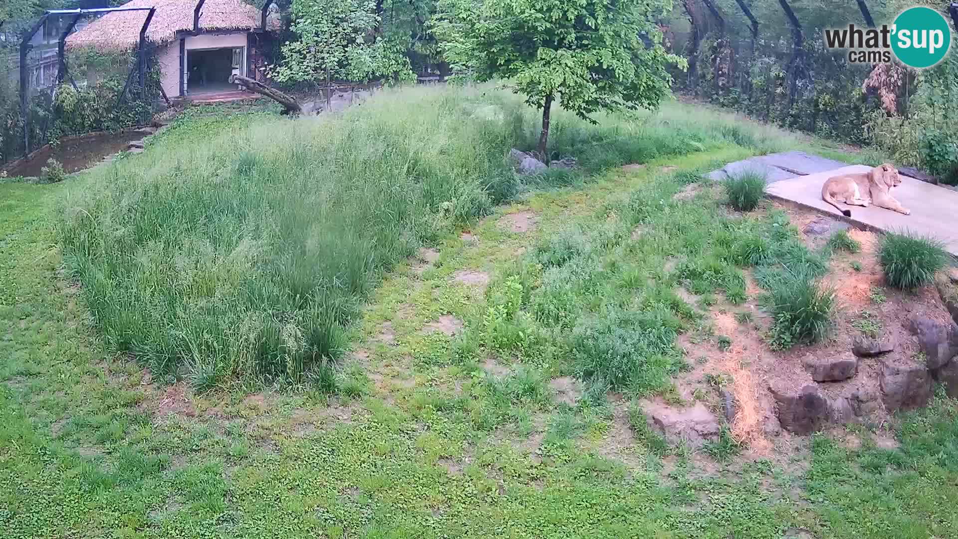 Live Ljubljana Zoo webcam Lion