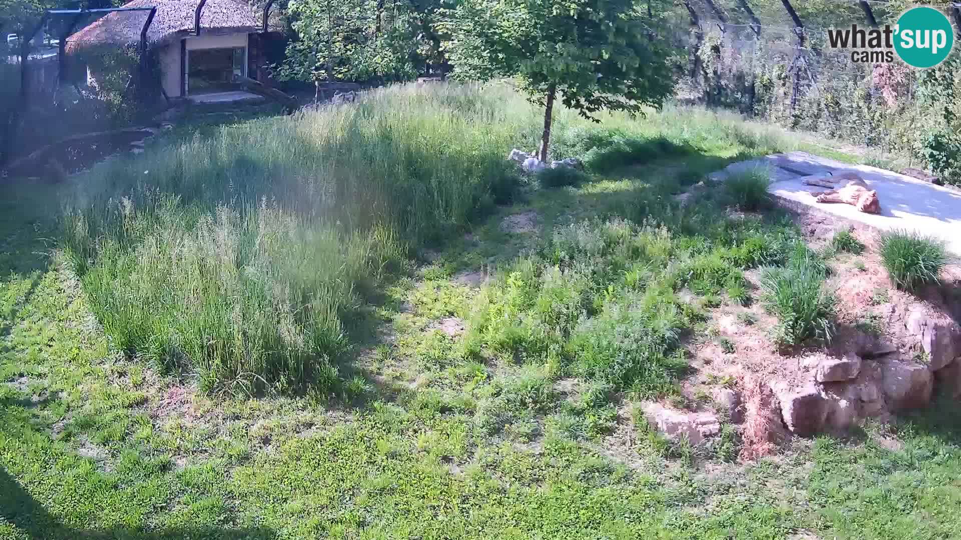 Ljubljana Zoo webcam Lion