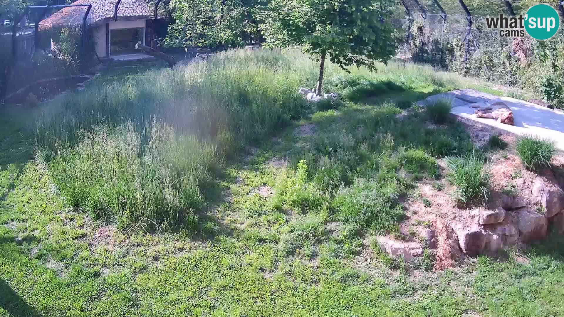Zoo Ljubljana web kamera Lavovi