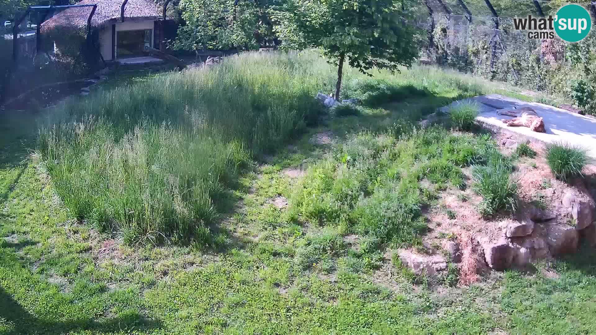 Live Ljubljana Zoo webcam Lion