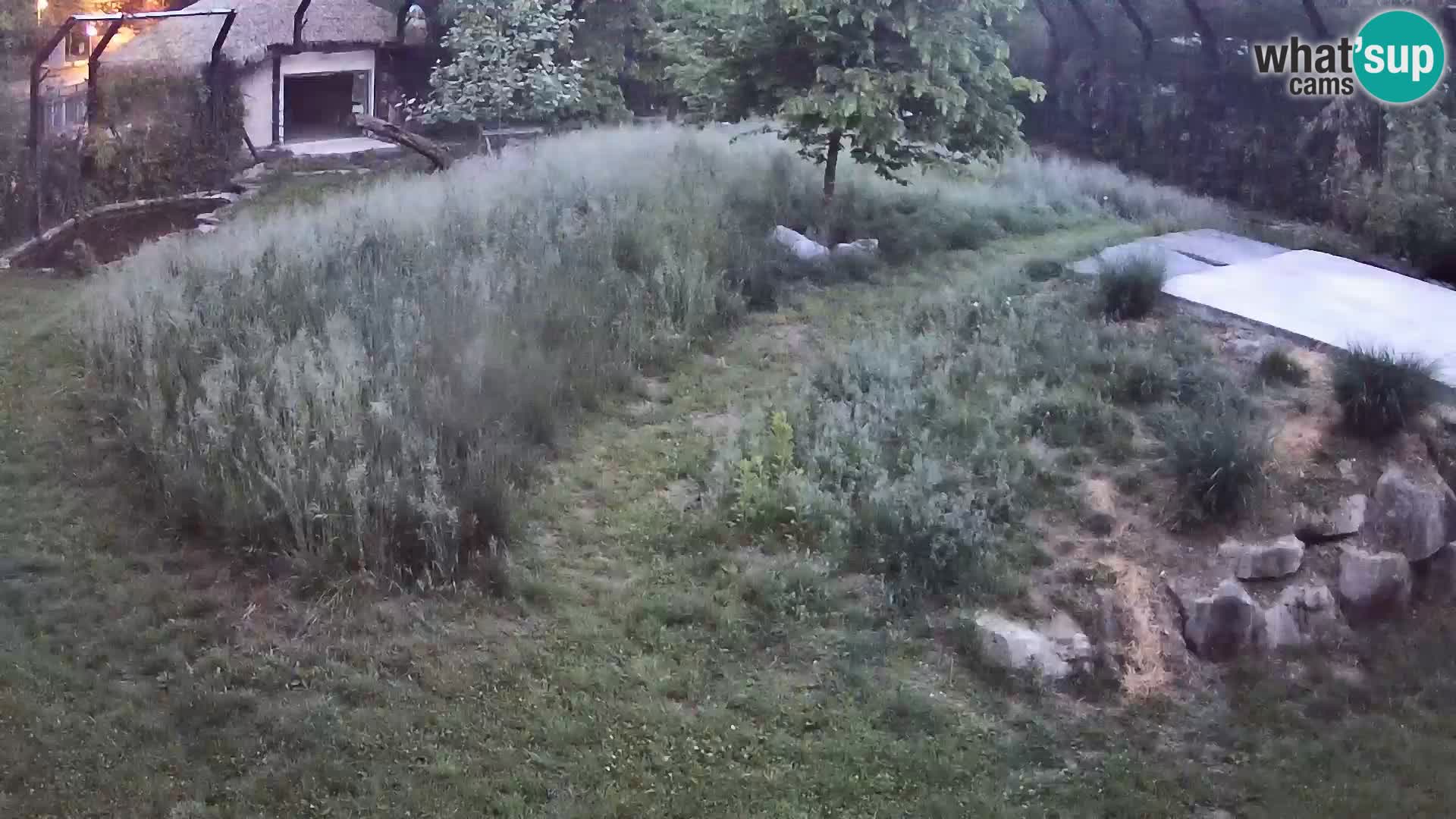 Zoo Ljubljana webcam Löwen
