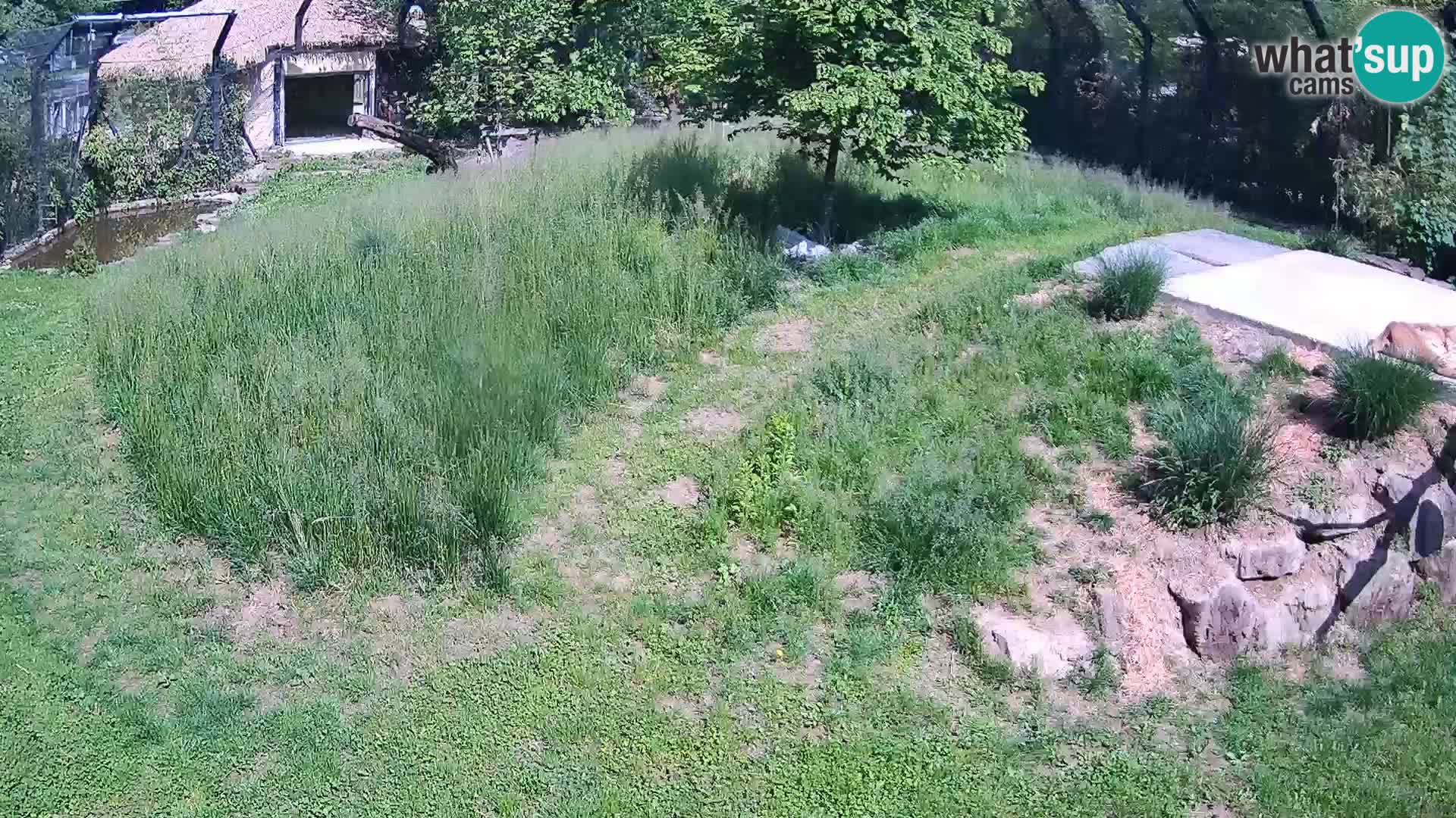 Živalski vrt Ljubljana kamera v živo Levi