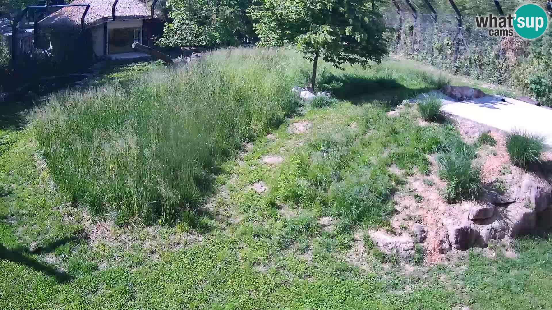 Ljubljana Zoo webcam Lion