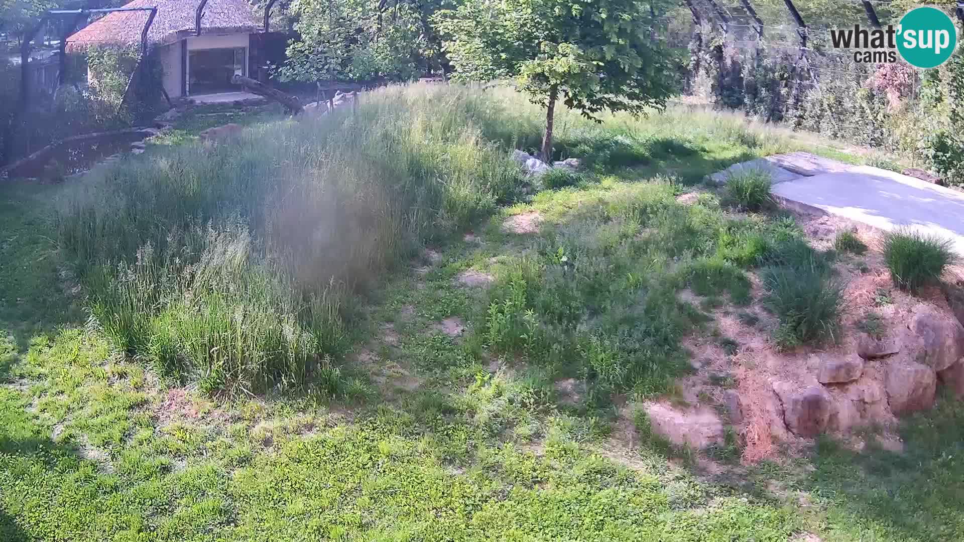 Zoo Ljubljana camera en vivo Leones