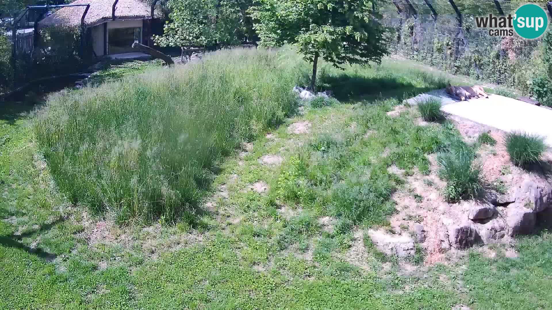 Zoo Ljubljana web kamera Lavovi