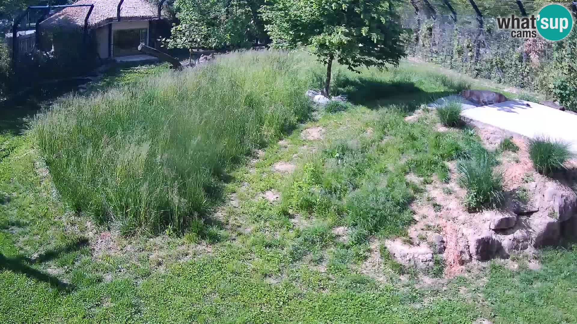 Zoo Lubiana live webcam Leoni