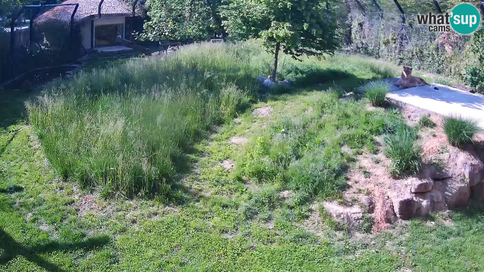 Live Ljubljana Zoo webcam Lion