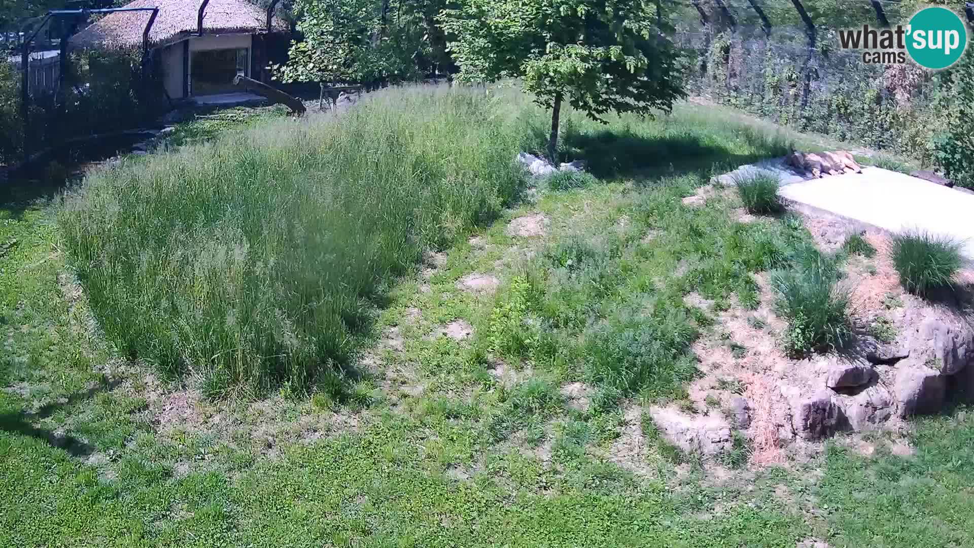 Zoo Ljubljana web kamera Lavovi