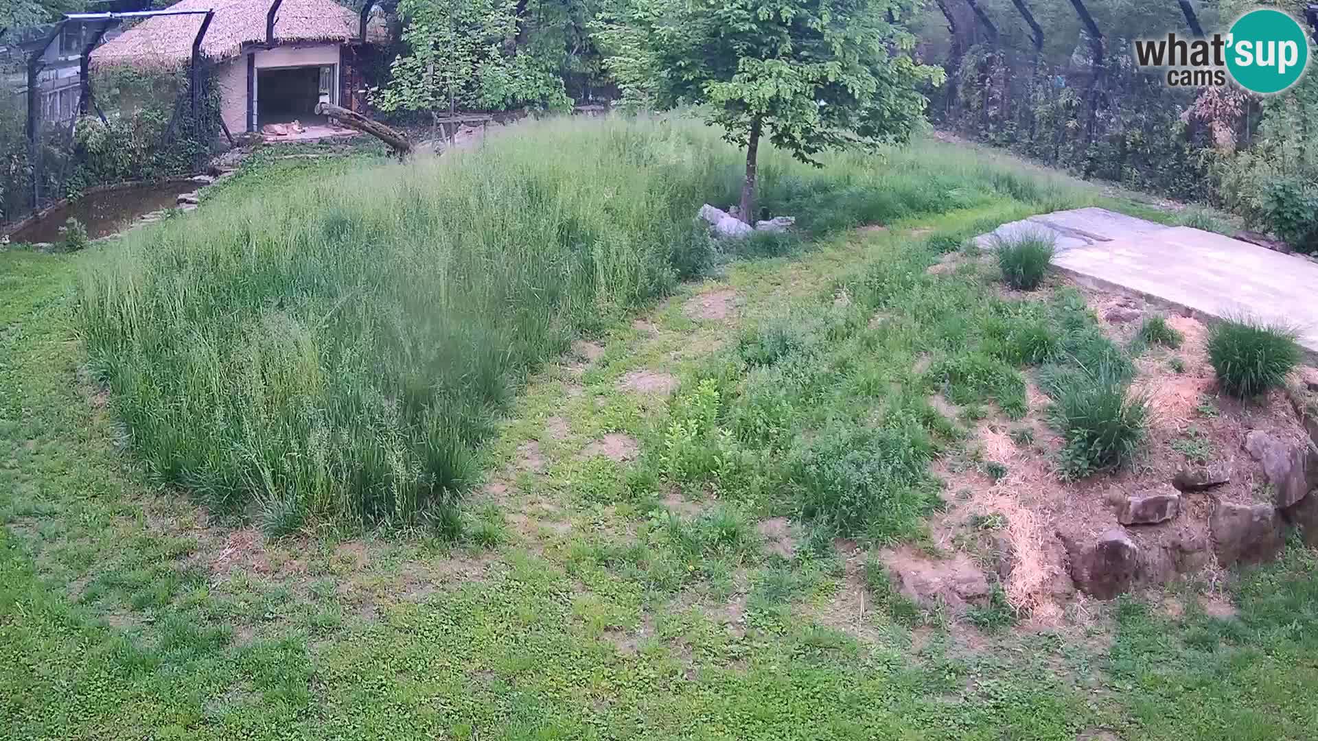 Zoo Ljubljana webcam Löwen