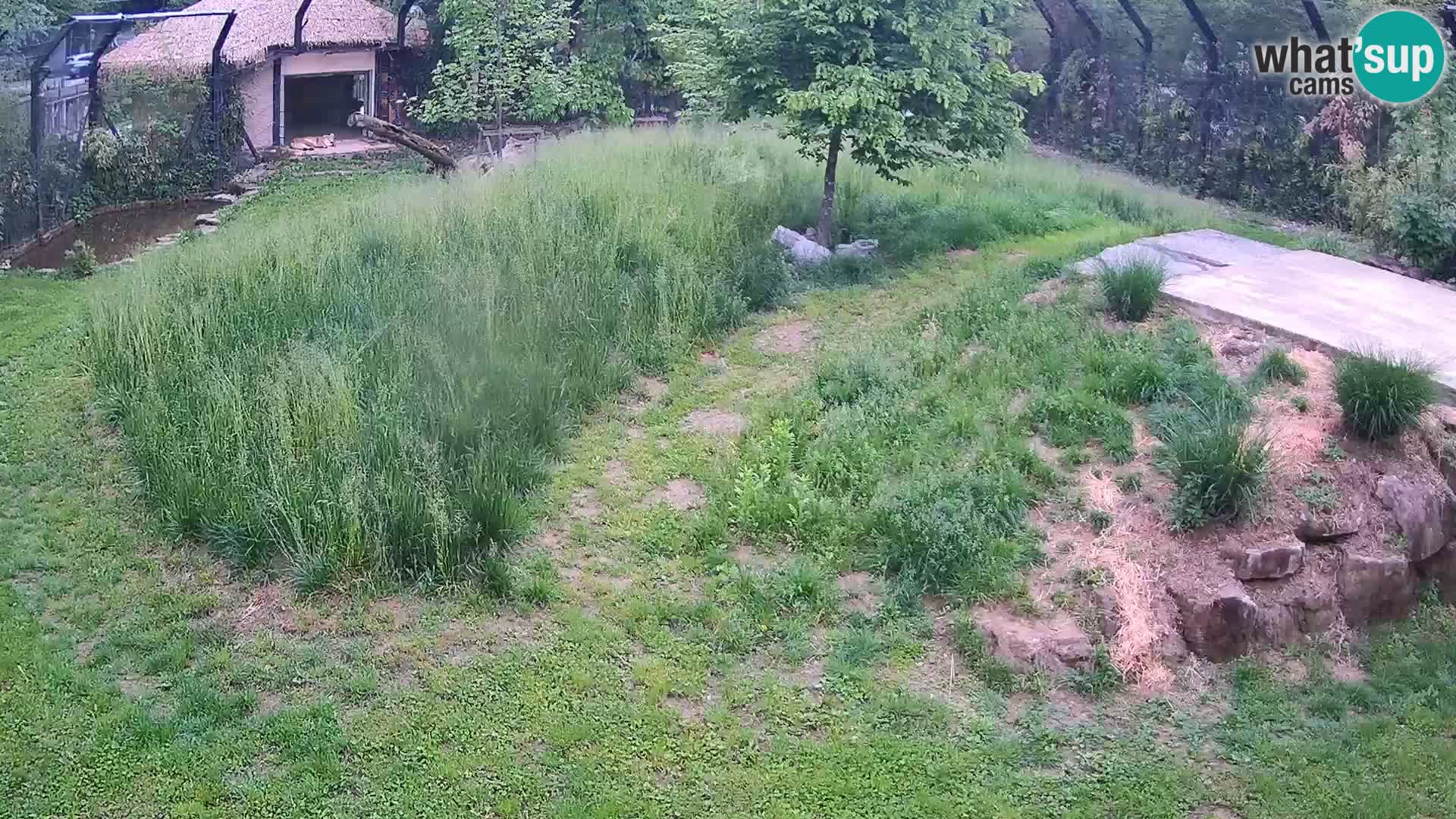 Zoo Lubiana live webcam Leoni
