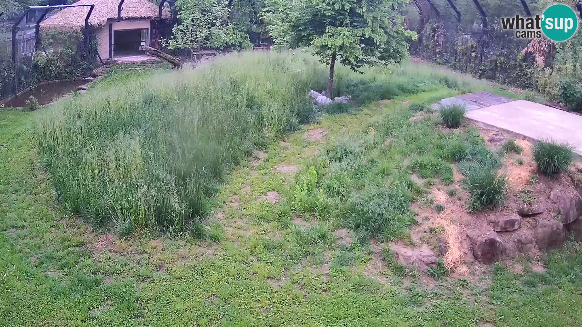 Ljubljana Zoo webcam Lion
