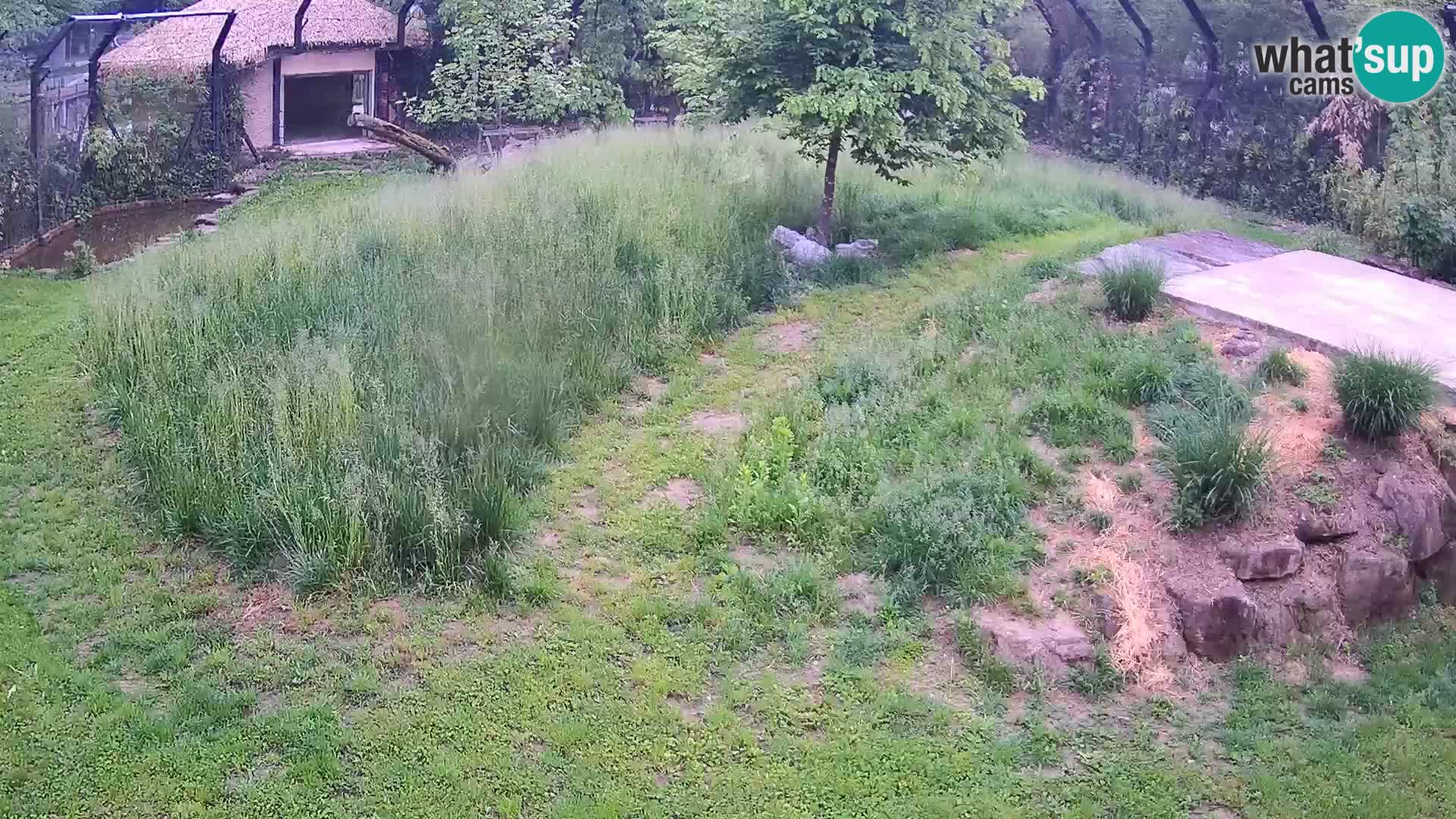 Live Ljubljana Zoo webcam Lion