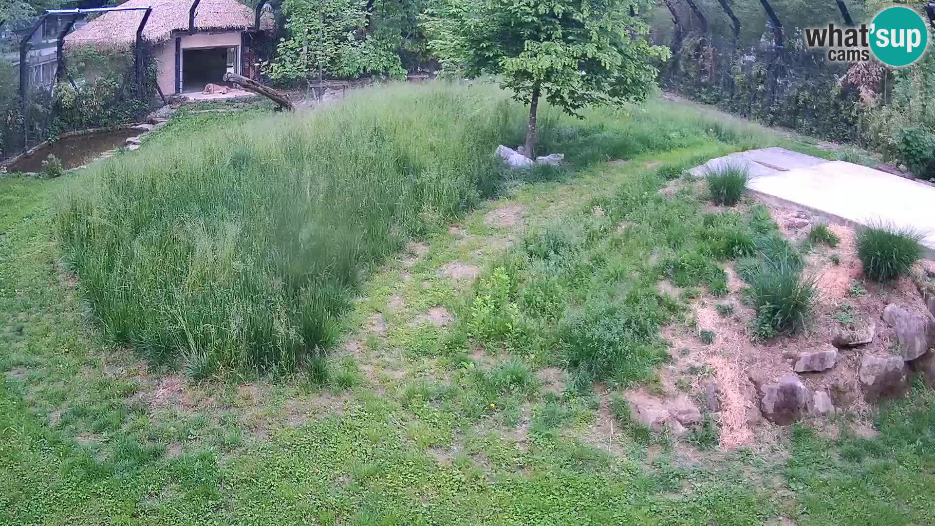 Zoo Ljubljana camera en vivo Leones