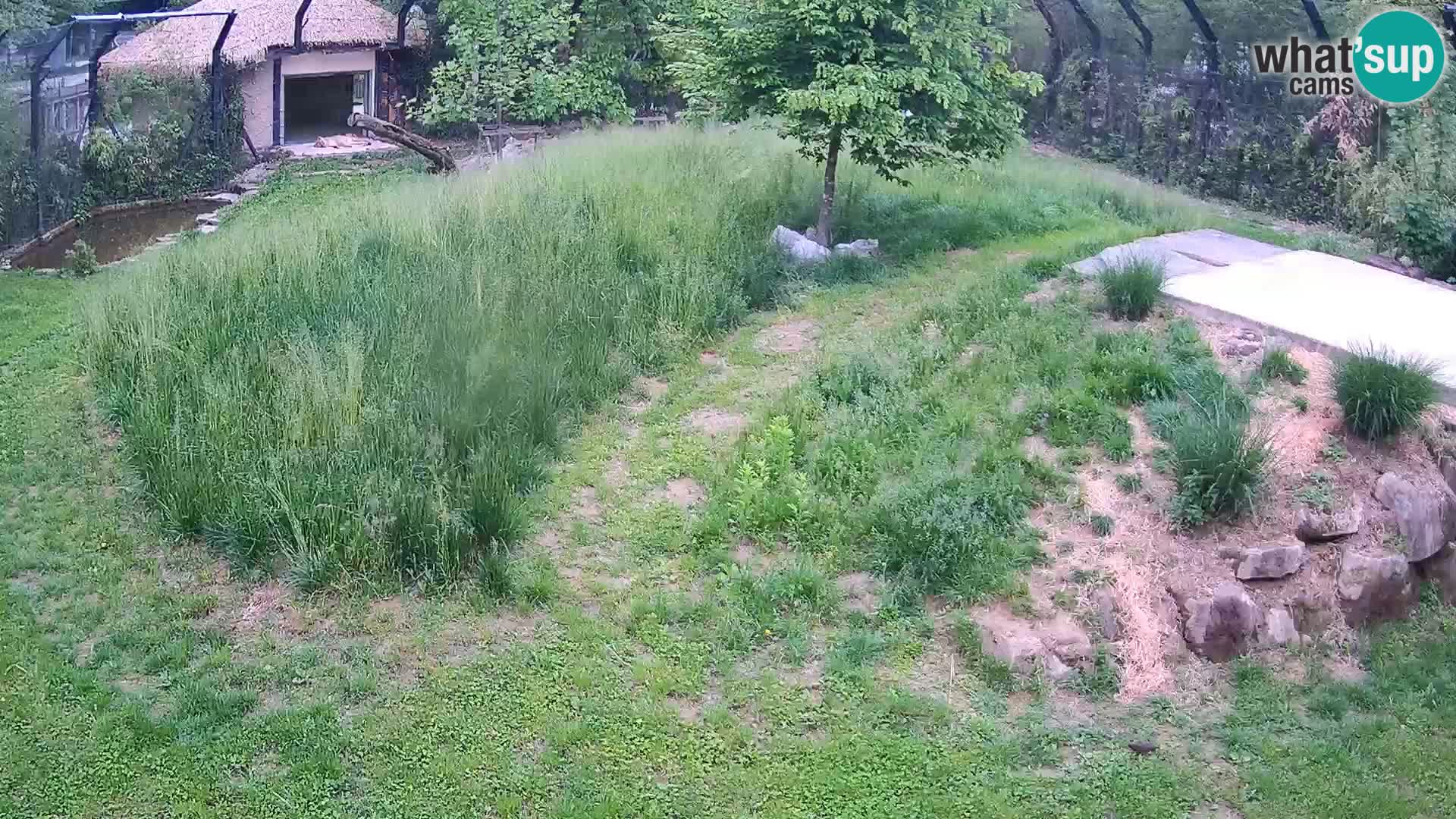 Live Ljubljana Zoo webcam Lion