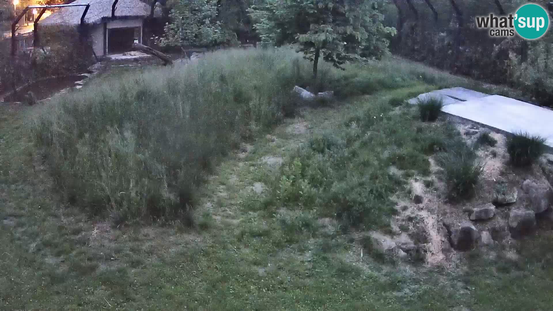 Live Ljubljana Zoo webcam Lion