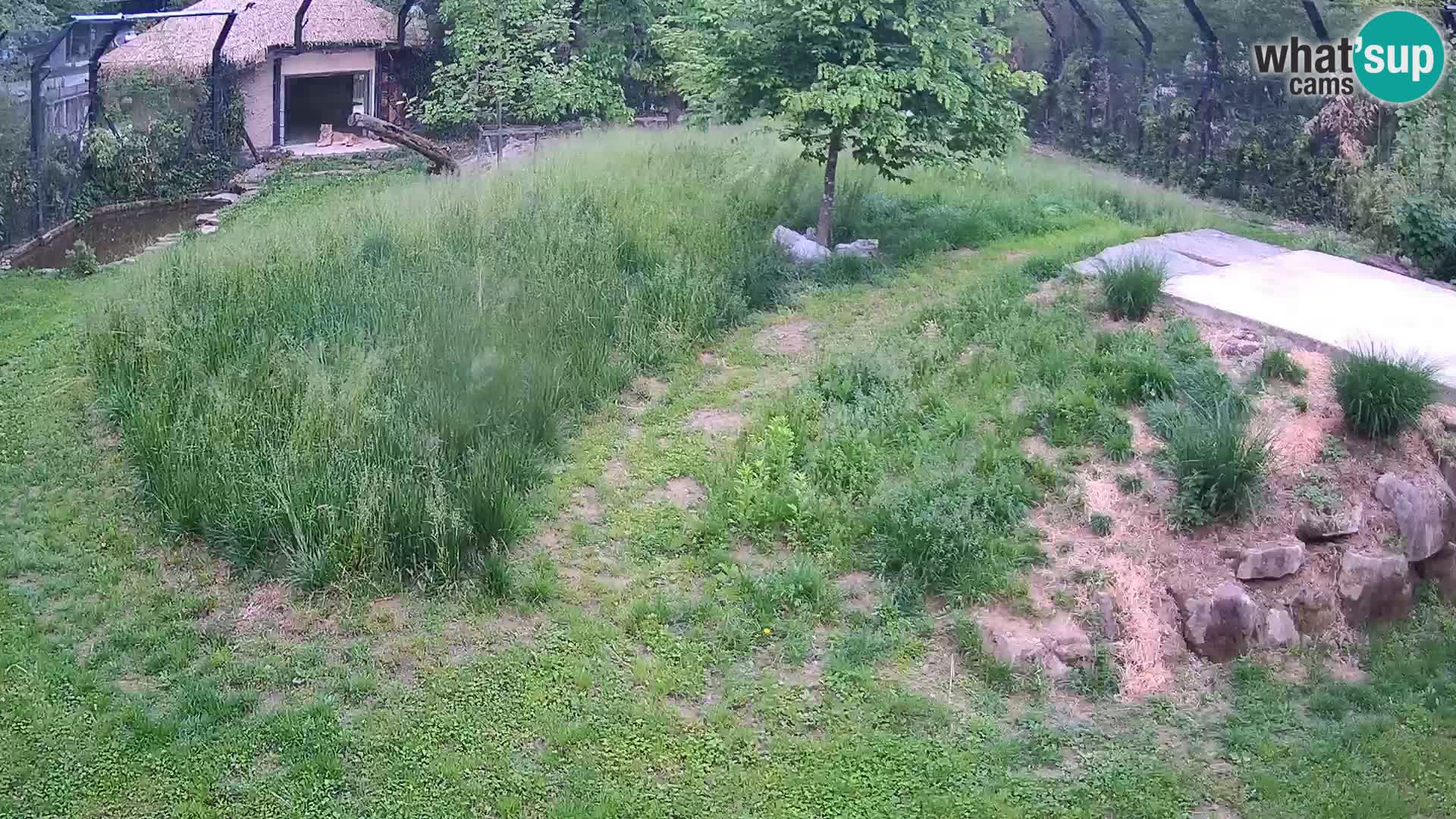 Live Ljubljana Zoo webcam Lion