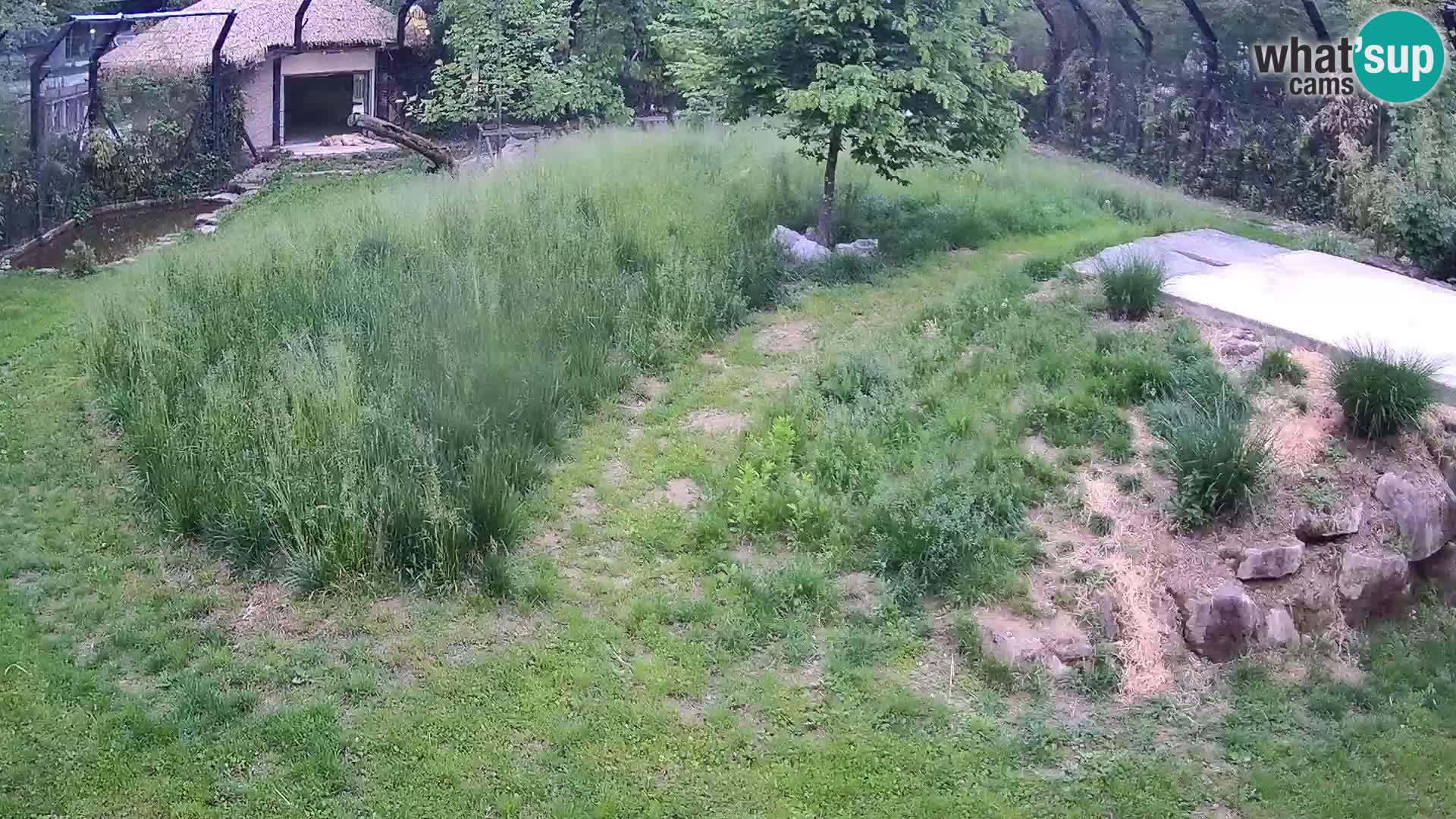 Zoo Ljubljana camera en vivo Leones