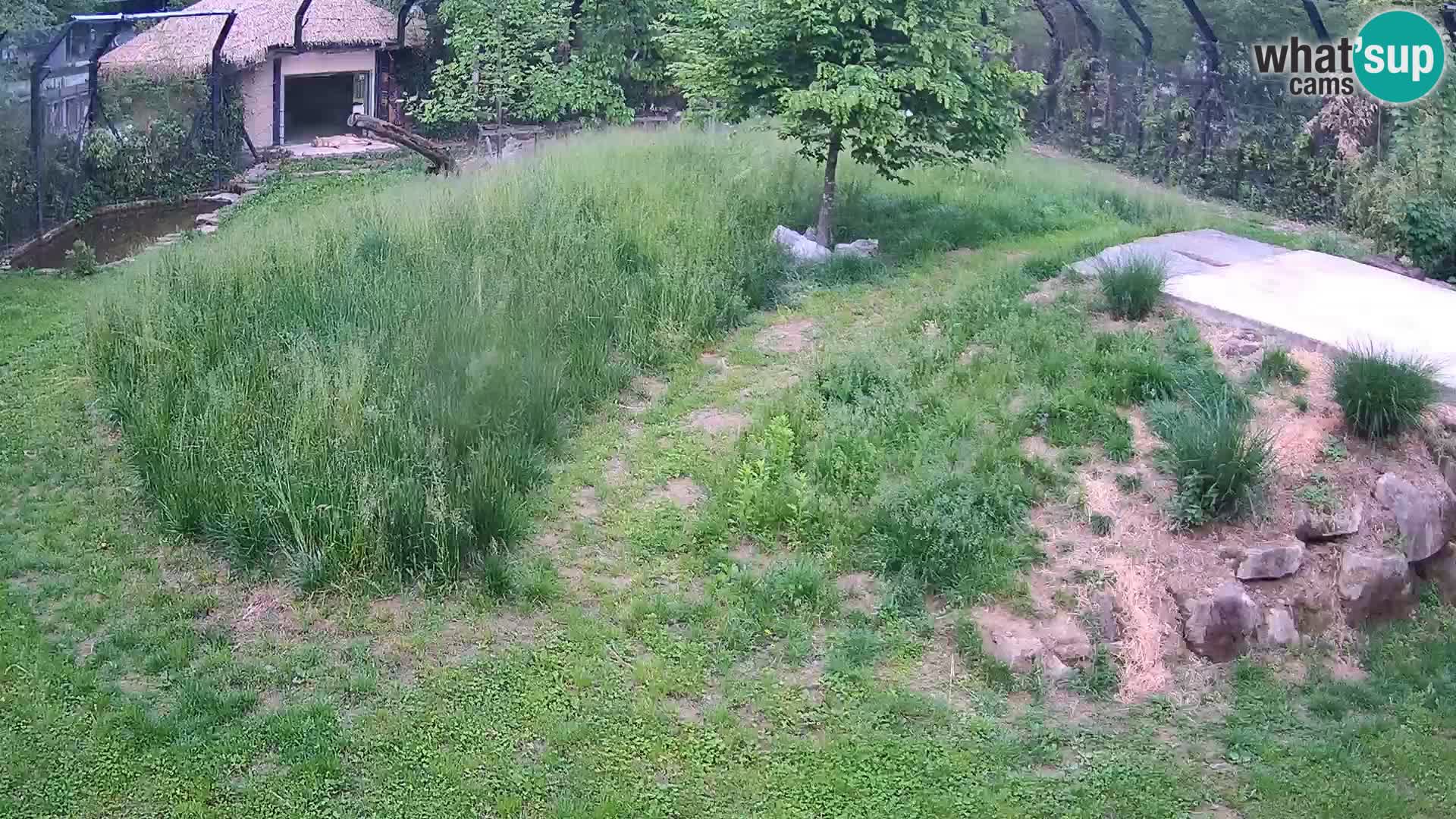 Live Ljubljana Zoo webcam Lion