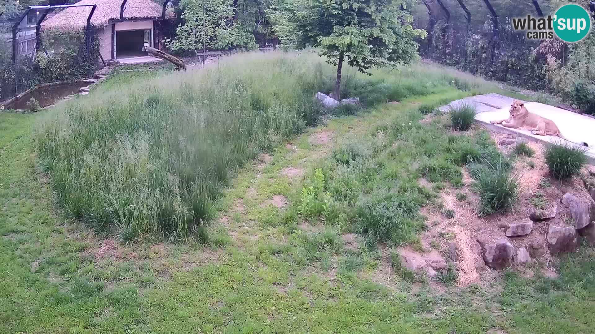Live Ljubljana Zoo webcam Lion