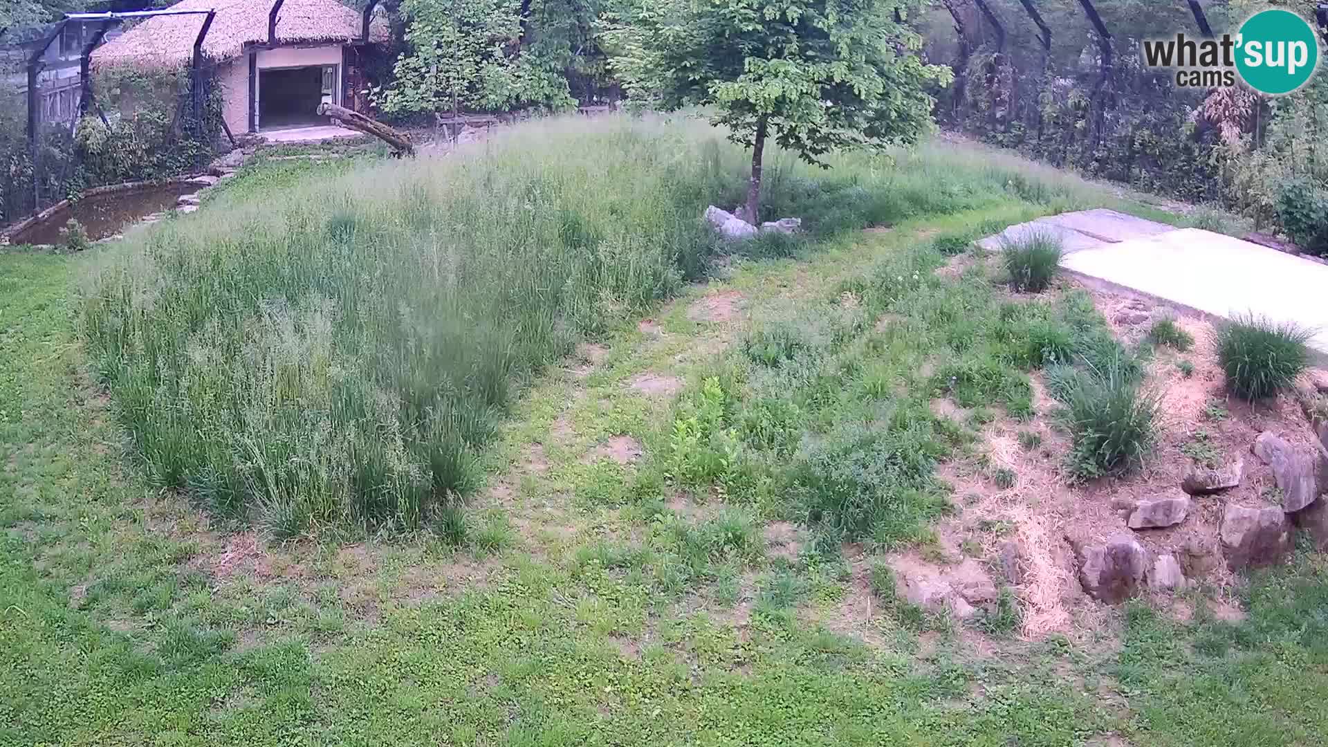 Live Ljubljana Zoo webcam Lion