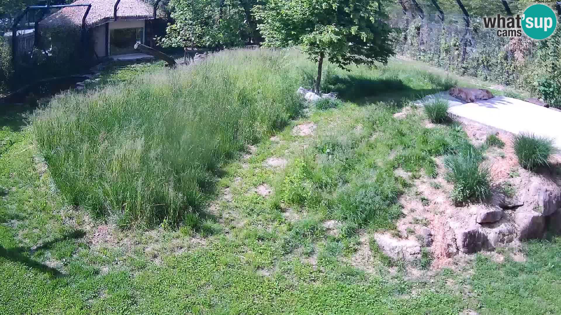 Zoo Ljubljana camera en vivo Leones
