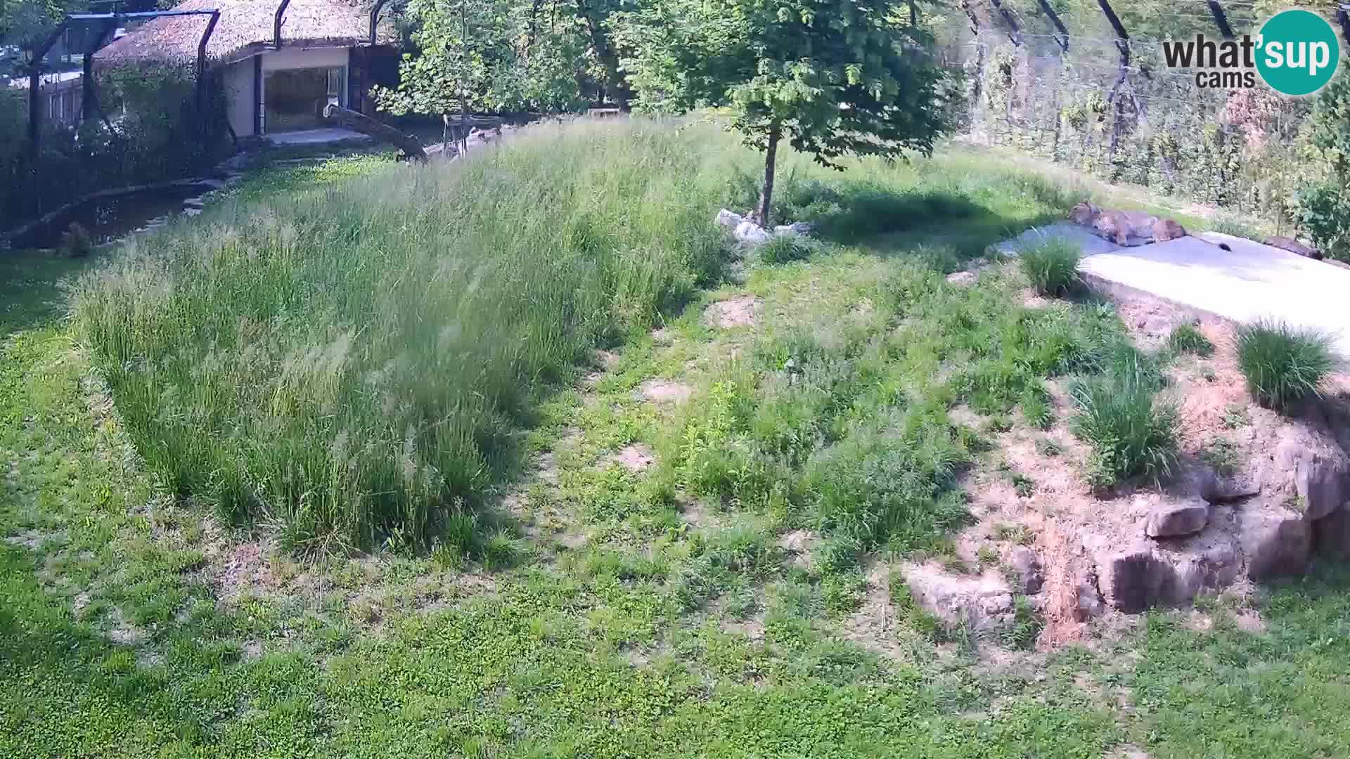 Zoo Ljubljana webcam Löwen