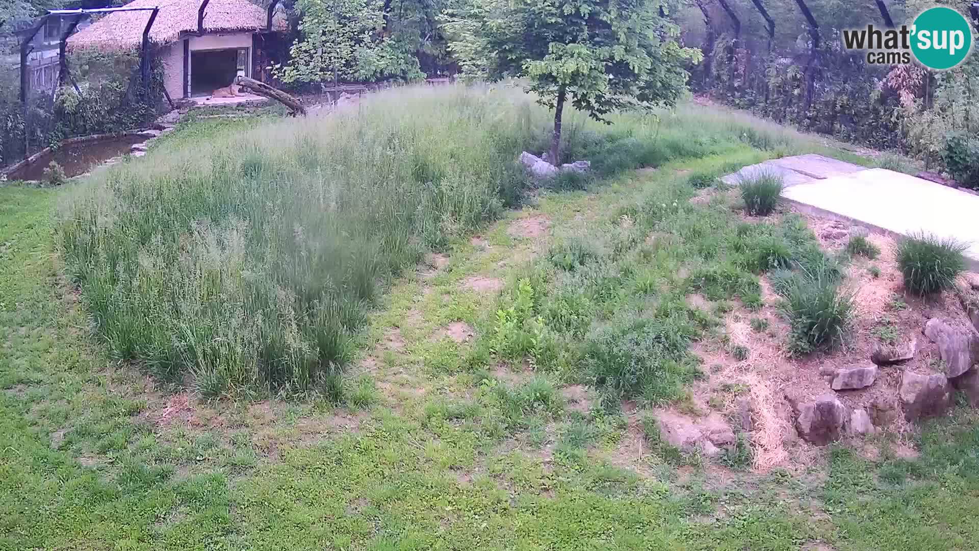 Zoo Lubiana live webcam Leoni