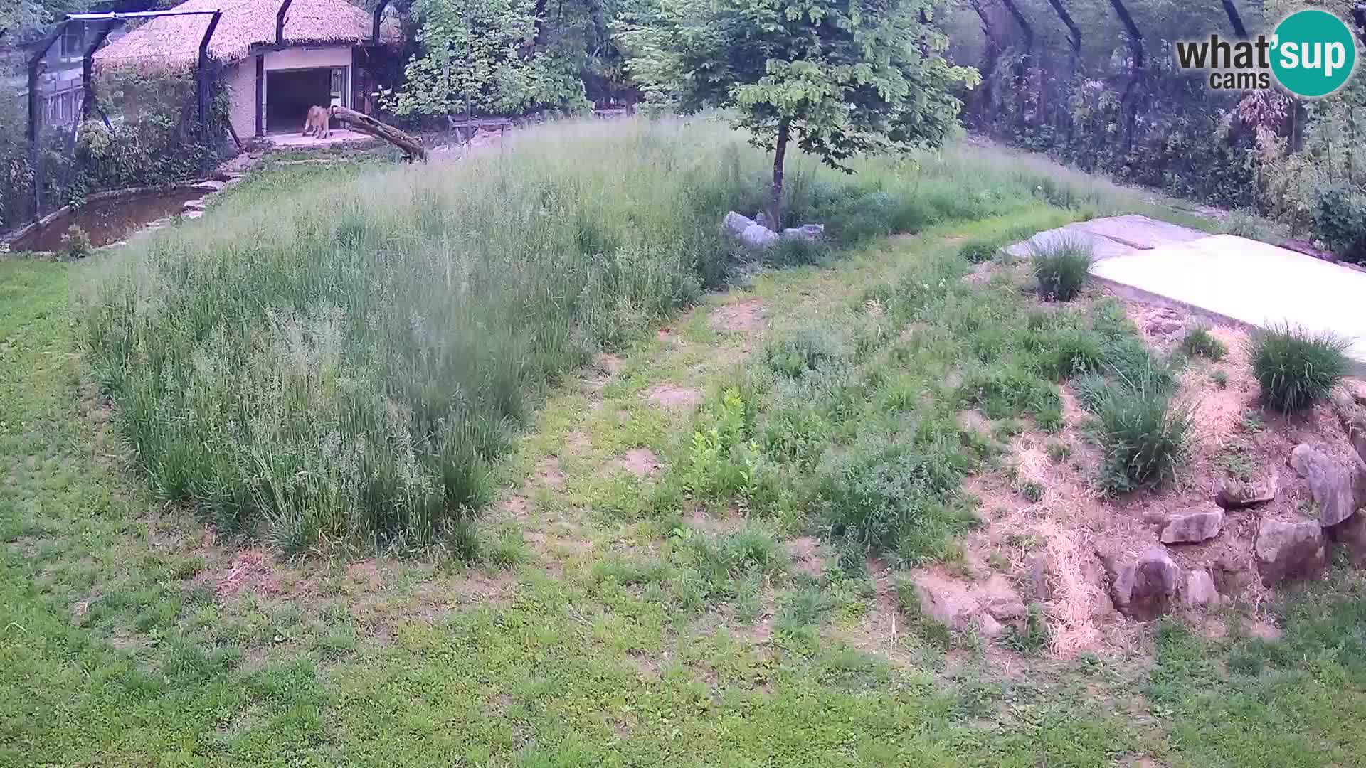 Zoo Ljubljana camera en vivo Leones