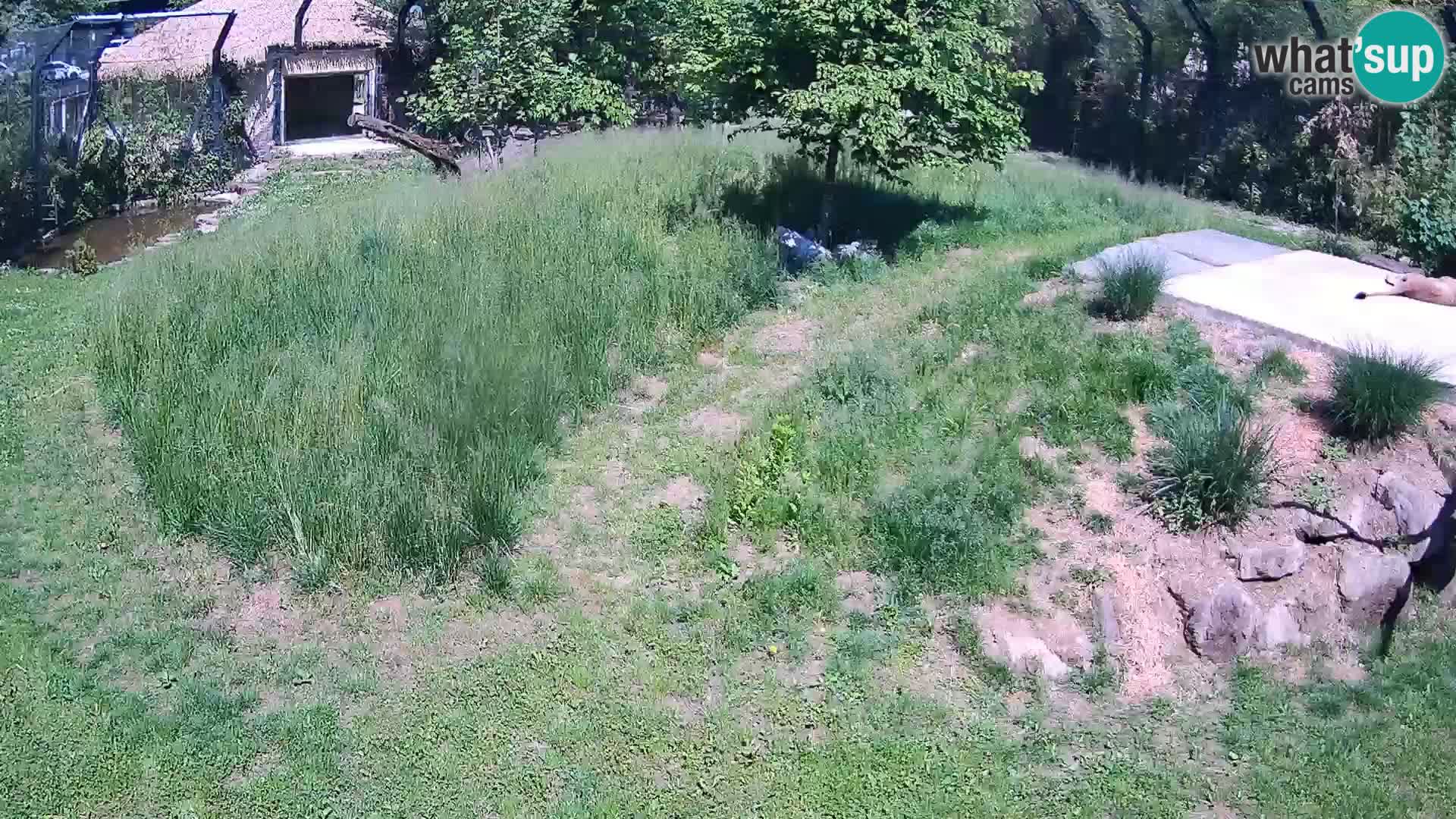Zoo Ljubljana camera en vivo Leones