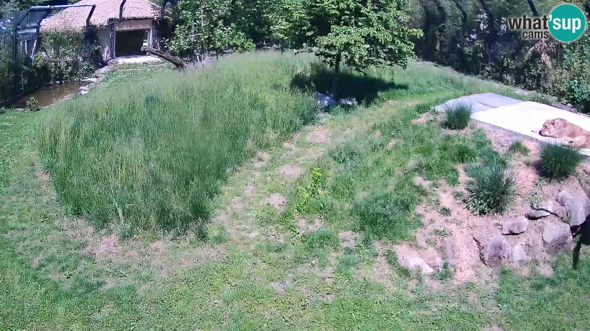 Zoo Ljubljana web kamera Lavovi