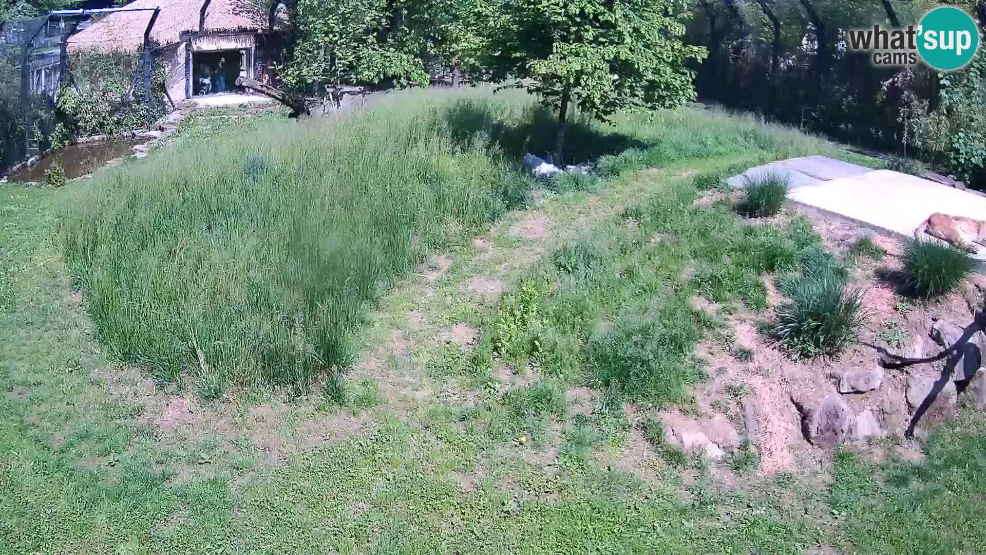Ljubljana Zoo webcam Lion