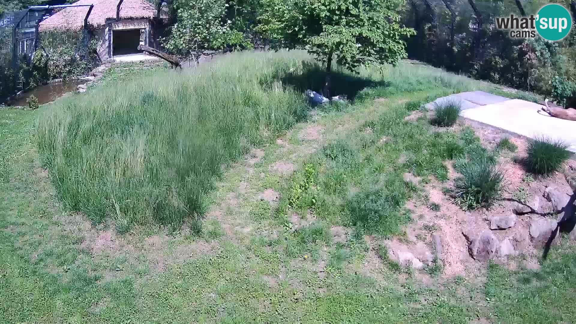 Live Ljubljana Zoo webcam Lion