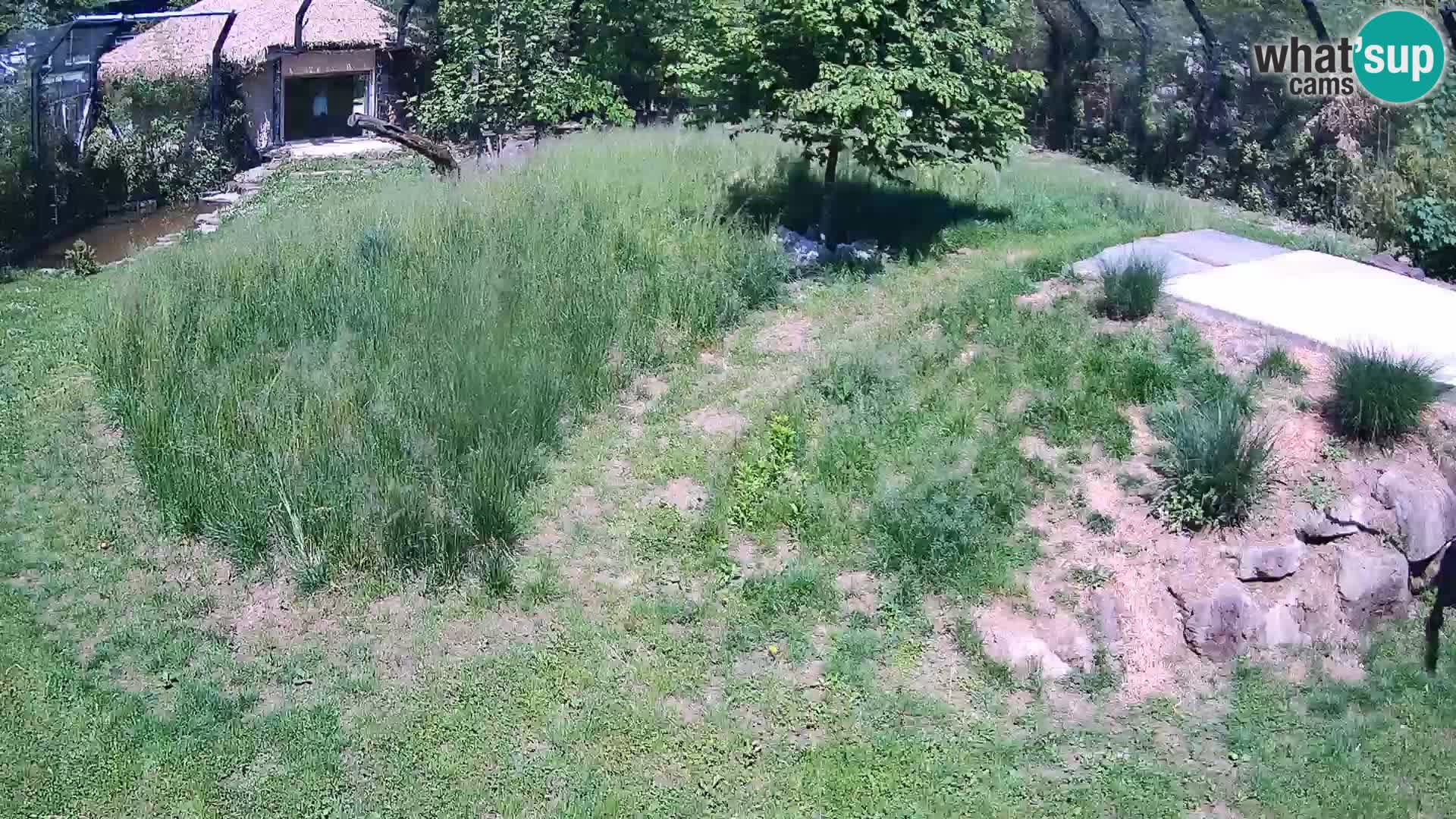 Live Ljubljana Zoo webcam Lion